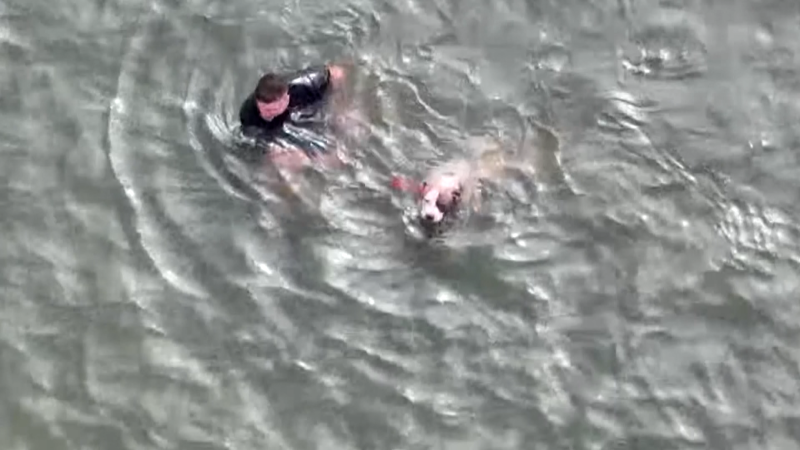 Policista neváhal a z ledového oceánu zachránil zraněného psa, ukazuje video. Hrdinství odmítá