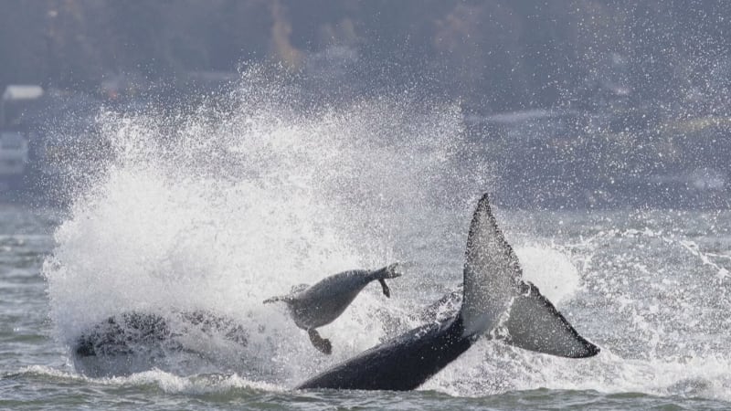 Zoufalý boj o život: Tuleň vyskočil na člun plný lidí, v patách mu bylo hejno kosatek