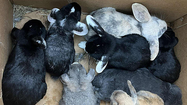 Krabici s deseti králíčky někdo odložil v lese, zachránci jim našli nový domov