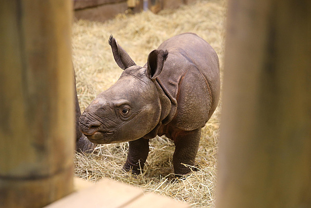 Vzácné mládě nosorožce dostalo jméno Apu, váží už přes sto kilogramů