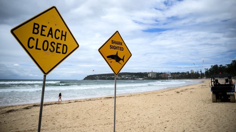 Vlna žraločích útoků v Austrálii. Experti popsali, proč predátoři začali „ochutnávat“ lidi