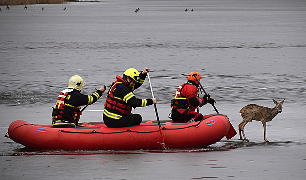 Srnce uvěznil na rybníce tající led, z mokré pasti mu pomohli hasiči na člunu
