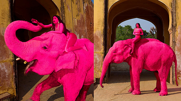 Ruská fotografka pobouřila internet. Nechala slona natřít narůžovo