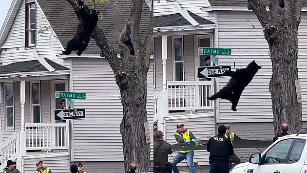 VIDEO: Medvídě vyšplhalo na strom, dolů už ale nemohlo. Chytali ho proto do sítě