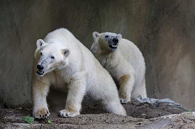 Musíte na ně dánsky. V brněnské zoo přivítali do smečky lední medvědice