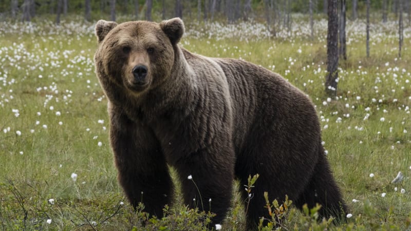Krvavý útok medvědice na Slovensku: Myslivci prokousla nohu. Zásahový tým ji zastřelil