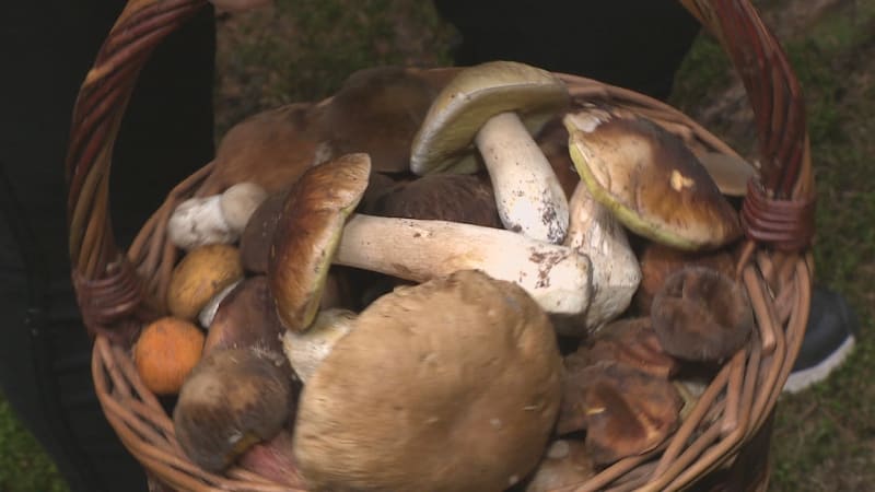 Červivá houba je jedlá, barva značí jedovatost. Mykolog vyvrací nebezpečné houbařské mýty
